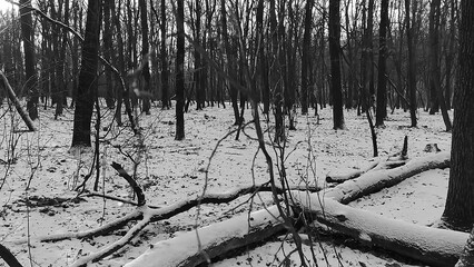 Winter forest trees and snow black and white grayscale monochrome background, lost in the woods