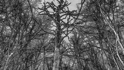 Winter forest trees and snow pencil drawn sketch background, lost in the woods