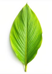 Fototapeta premium Fresh Turmeric Leaf Isolated on White Background - Herbal Ingredient for Natural Remedies and Spices