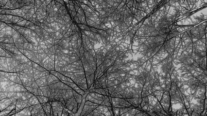 Winter forest trees and snow pencil drawn sketch background, lost in the woods