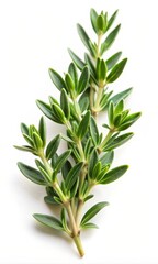 Fototapeta premium Fresh Green Thyme Leaf Isolated on White Background