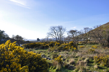 Panoramic landscape with old Lochranza Castle ruins on the lake shore between the mountains, yellow...