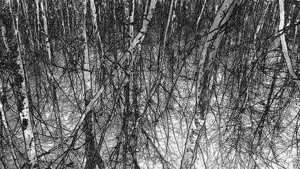 Winter forest trees and snow pencil drawn sketch background, lost in the woods