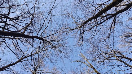 Winter forest trees and snow background, lost in the woods