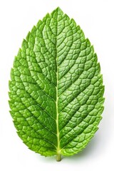 Obraz premium Fresh Spearmint Leaf Isolated on White Background - Herbal Plant Ingredient