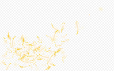 Obraz premium Yellow_petals_transparent_background_745.eps