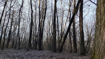 Winter forest trees and snow background, lost in the woods