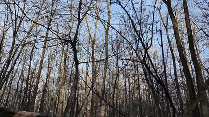 Obraz premium Winter forest trees and snow background, lost in the woods