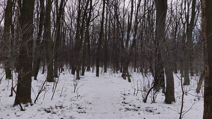 Winter forest trees and snow background, lost in the woods
