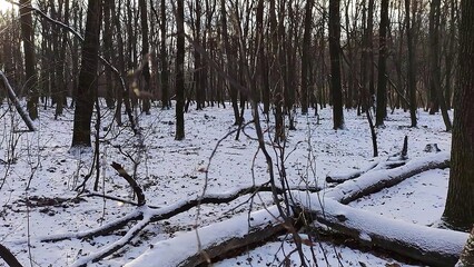 Winter forest trees and snow background, lost in the woods