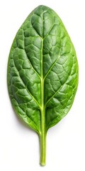 Obraz premium Fresh Spinach Leaves Isolated on White Background - Organic Greens Stock Photo