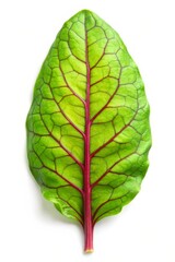 Sorrel Leaf Isolated on White Background - Fresh Green Herb Perfect for Culinary and Medicinal Uses