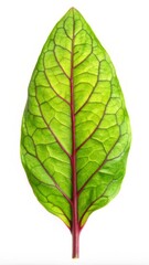 Obraz premium Sorrel Leaf Isolated on White Background - Fresh Green Herb Perfect for Culinary and Medicinal Uses