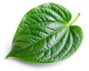 Fresh Betel Leaf Isolated on White Background