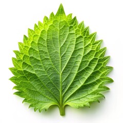 Fresh Shiso Leaf Isolated on White Background for Culinary and Herbal Use