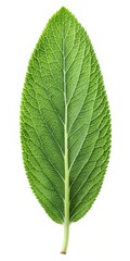 Fototapeta premium Sage Leaf Isolated on White Background