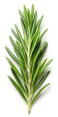 Rosemary Leaf Isolated on White Background - Fresh Herb for Culinary and Aromatherapy Uses