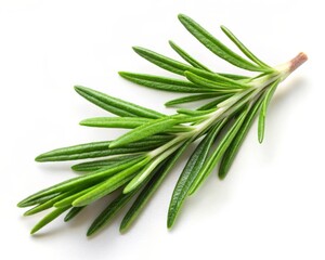 Fototapeta premium Rosemary Leaf Isolated on White Background - Fresh Herb for Culinary and Aromatherapy Uses