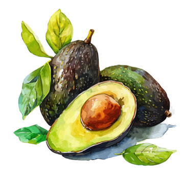 recommend clip art: Watercolor illustration of Avocado, isolated on a white background, and Avocado vector