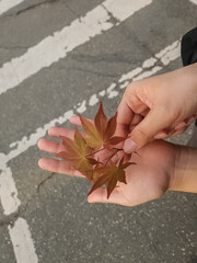 Hand holding a maple leaf against road background, autumn concept