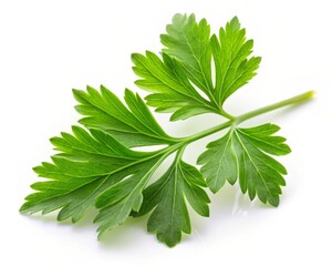 Fresh Parsley Leaf Isolated on White Background