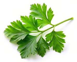 Fototapeta premium Fresh Parsley Leaf Isolated on White Background