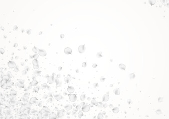 White_petals_gray_background_235.eps