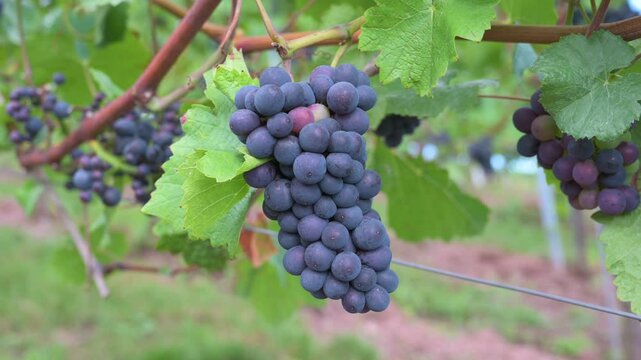 Blue grapes, Pinot Noir wine growing on vine, vineyard in Trier, Moselle Valley, Germany, landscape and agriculture, rhineland palatine