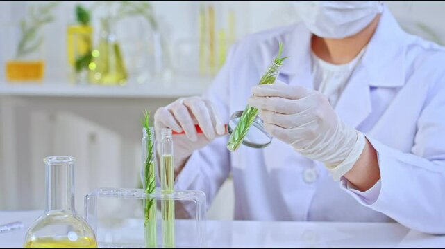 Scientists use magnifying glass to observe details of a rosemary branch in a test tube, a video sample is used for modern laboratory experiments with full equipment.