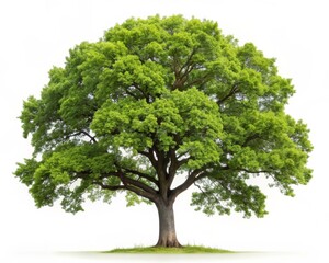 Isolated Oak Leaf on White Background for Creative Use