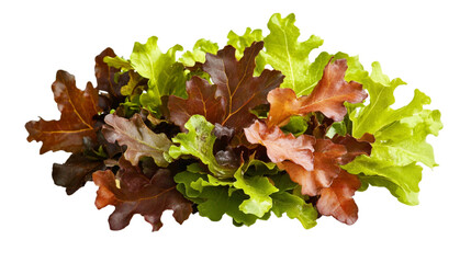 Red Oak, Green Oak salad isolated on transparent background