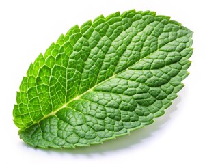 Obraz premium Fresh Mint Leaf Isolated on White Background