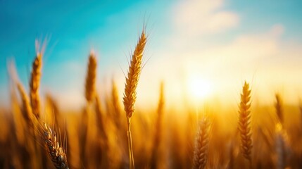 Fototapeta premium Close-up of golden wheat field with sun flare and blue sky