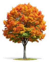 Isolated Maple Tree on White Background