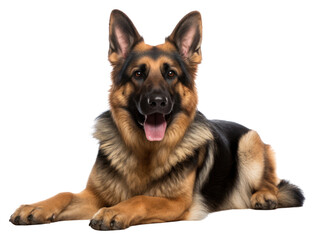 PNG German shepherd mammal animal pet.