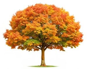 Isolated Maple Tree on White Background