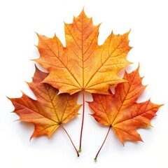 Obraz premium Beautiful Maple Leaf Isolated on White Background