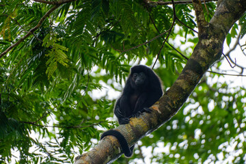 Mono Aullador Entre la Vegetación del Parque Nacional Tortuguero, Costa Rica