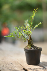tree in a pot