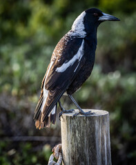 A female Australian magpie (gymnorhina tibicen dorsalis) perched on a wooden post.