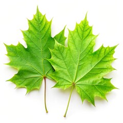 Beautiful Maple Leaf Isolated on White Background