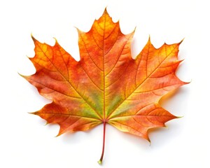 Beautiful Maple Leaf Isolated on White Background