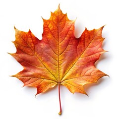 Fototapeta premium Beautiful Maple Leaf Isolated on White Background