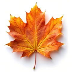 Fototapeta premium Beautiful Maple Leaf Isolated on White Background