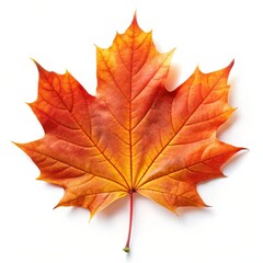 Fototapeta premium Beautiful Maple Leaf Isolated on White Background
