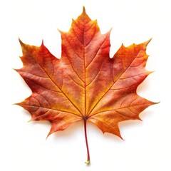 Fototapeta premium Beautiful Maple Leaf Isolated on White Background