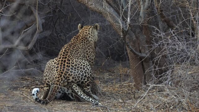  a mating pair of leopards