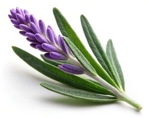Lavender Leaf Isolated on White Background