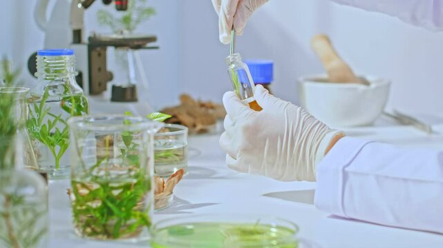 The experiment is shown by a scientist gently picking up a rosemary branch and placing it in a small glass jar in a lab setting with full laboratory equipment and herbs.