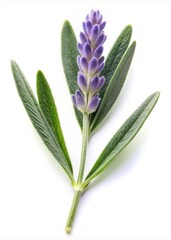 Fototapeta premium Lavender Leaf Isolated on White Background